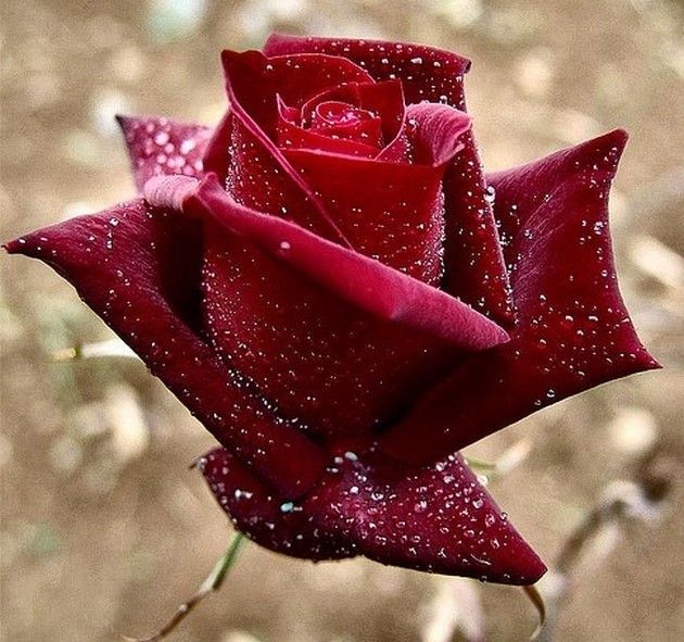 rose-neige.jpg